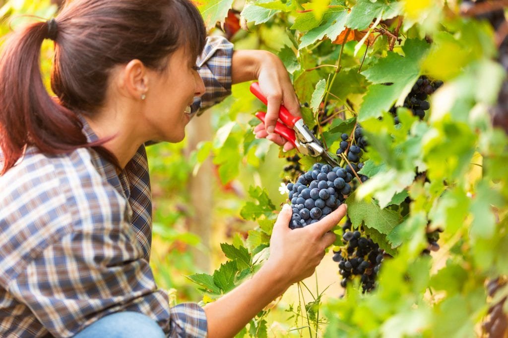 【海外ノマド生活編】海外でも家賃・食費にお金をかけずに暮らせる?! Woman picking grapes