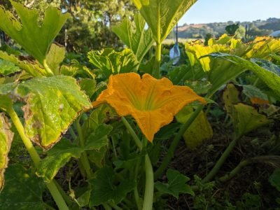 ズッキーニの花 ズッキーニの花